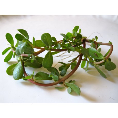 Semi di Portulaca Oleracea - Porcellana, porchiacchella