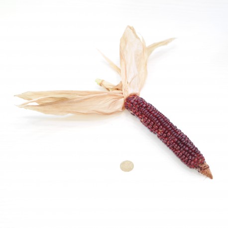 20 Semi di Mais Pignoletto Rosso