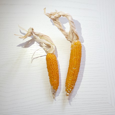 20 Semi di Mais Giallo Popcorn