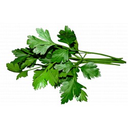 50 Semi di Prezzemolo comune