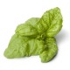 50 Semi di Basilico a foglia di lattuga