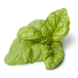 50 Semi di Basilico a foglia di lattuga