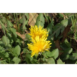 30 Semi di Tarassaco