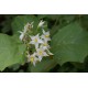 20 Semi di Solanum Torvum - Portainnesto albero delle melanzane