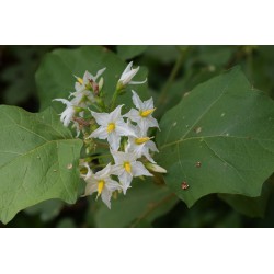 20 Semi di Solanum Torvum - Portainnesto albero delle melanzane