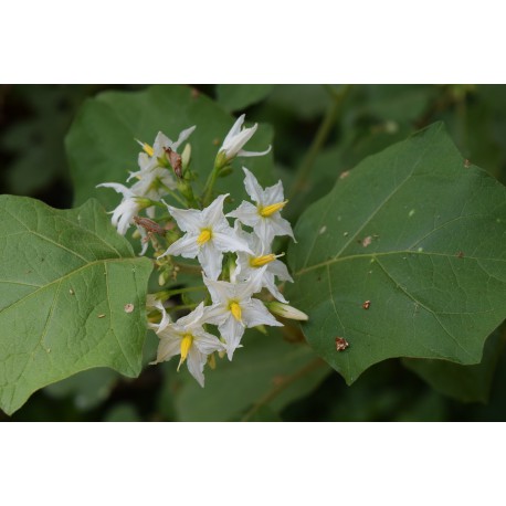 20 Semi di Solanum Torvum - Portainnesto albero delle melanzane