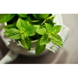 50 Semi di Mentuccia Romana