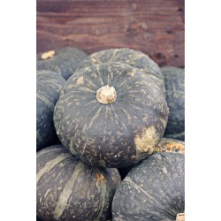 5 Semi di Zucca Mantovana