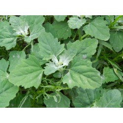 50 Semi di Farinello - Spinacio selvatico