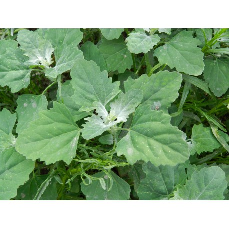 50 Semi di Farinello - Spinacio selvatico