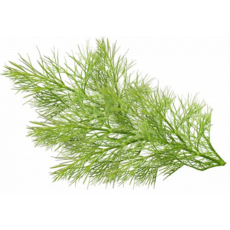 50 Semi di Finocchietto Selvatico