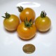 Pomodoro Invernale Giallo da serbo
