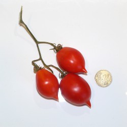 Semi di Pomodoro Piennolo Rosso