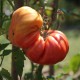 Semi di Pomodoro Costoluto