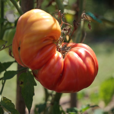 Semi di Pomodoro Costoluto