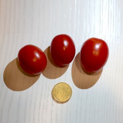 Semi di Pomodoro Lampadina