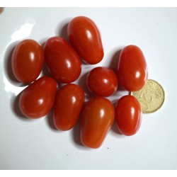 Semi di Pomodoro Datterino Rosso