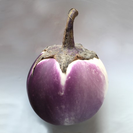 Semi di Melanzana Bianca Sfumata