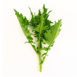 Semi di Cime di Rapa Novantina - Broccoli