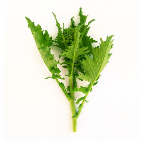 Semi di Cime di Rapa Novantina - Broccoli