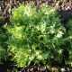 Semi di Indivia Riccia a cespo - Scarola