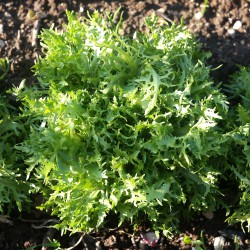 Semi di Indivia Riccia a cespo - Scarola