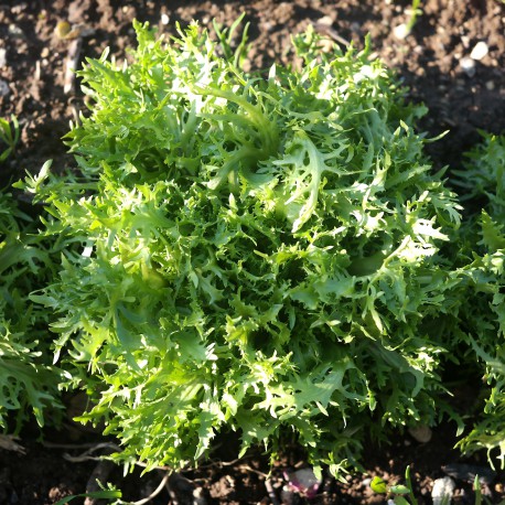 Semi di Indivia Riccia a cespo - Scarola
