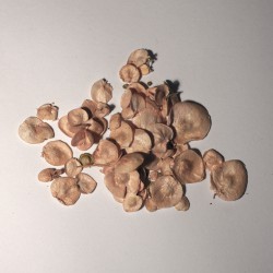 Semi di Atriplex hortensis verde - Spinacione, Atriplice, Spinaci