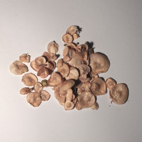 Semi di Atriplex hortensis verde - Spinacione, Atriplice, Spinaci