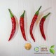 Semi di Peperoncino a Corno Calabrese piccante