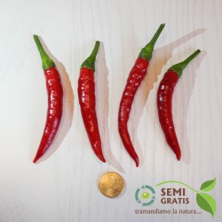 Semi di Peperoncino a Corno Calabrese piccante