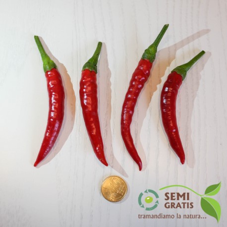 Semi di Peperoncino a Corno Calabrese piccante