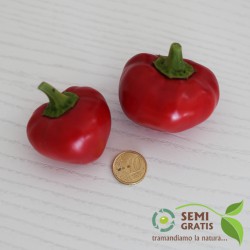 Semi di Peperoncino Tondo Bacio di Satana piccante
