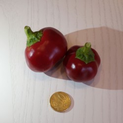 Semi di Peperone Tondo Dolce