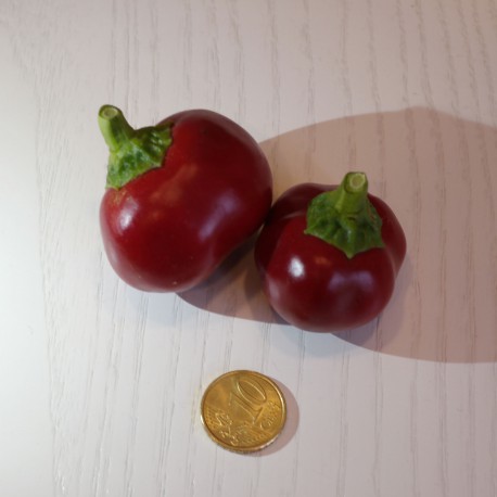 Semi di Peperone Tondo Dolce