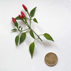 Semi di Peperoncino Pequin piccante