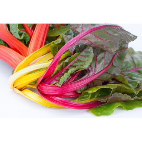 30 Semi di Bieta Multicolore