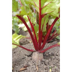 30 Semi di Barbabietola rossa - bieta bietola