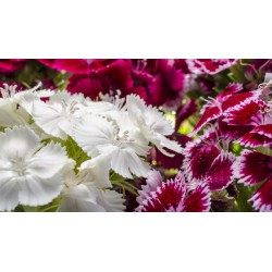 50 semi di Garofanino - garofano dei poeti - Dianthus barbatus