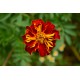 50 Semi di Tagete Bronzo