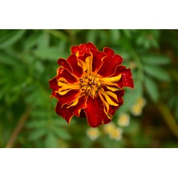 50 Semi di Tagete Bronzo