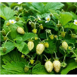 20 Semi di Fragolina di bosco bianca