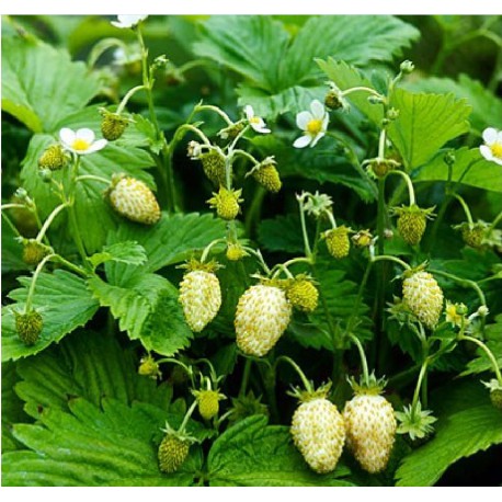 20 Semi di Fragolina di bosco bianca