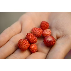 20 Semi di Fragolina di bosco rossa